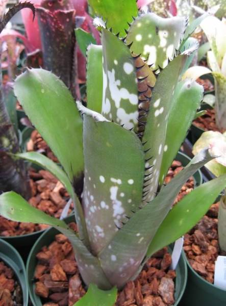 ☆半額!!☆Billbergia 'Slow Poke'☆ビルベルギア ブロメリア(観葉植物