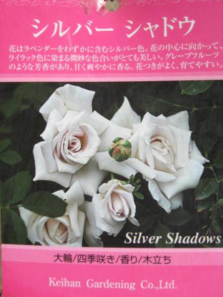 1009 現品処分1円開始 Ht 四季咲大輪バラ苗 シルバーシャドウ バラ 売買されたオークション情報 Yahooの商品情報をアーカイブ公開 オークファン Aucfan Com