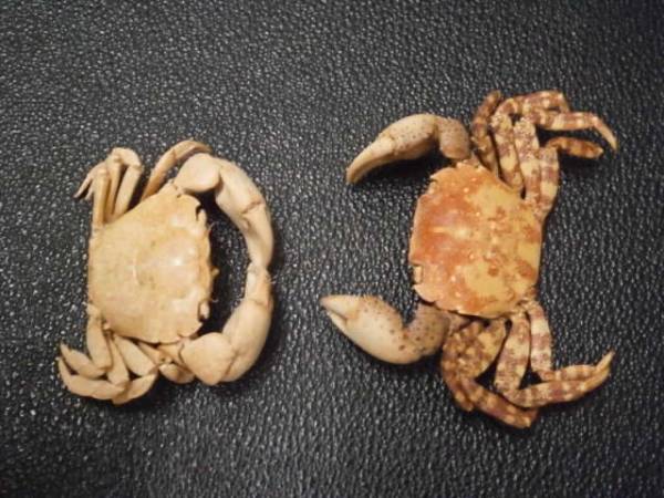 ☆カニ 甲殻類 剥製 標本 「イソガニ・ヒライソガニ」(化石)｜売買され