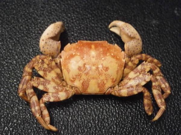 ☆カニ 甲殻類 剥製 標本 「イソガニ・ヒライソガニ」(化石)｜売買され