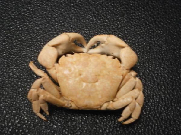 ☆カニ 甲殻類 剥製 標本 「イソガニ・ヒライソガニ」(化石)｜売買され