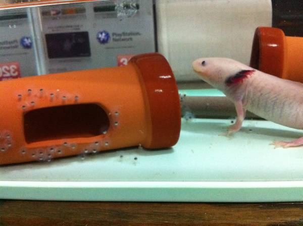 ウーパールーパーの卵リューシ ブラック 230個前後 イモリ サラマンダー 売買されたオークション情報 Yahooの商品情報をアーカイブ公開 オークファン Aucfan Com