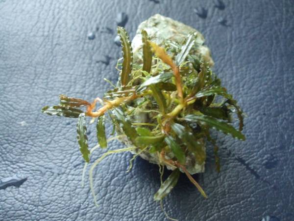 ブセファランドラｓｐ カユラピス 渓流石セット 水草 売買されたオークション情報 Yahooの商品情報をアーカイブ公開 オークファン Aucfan Com