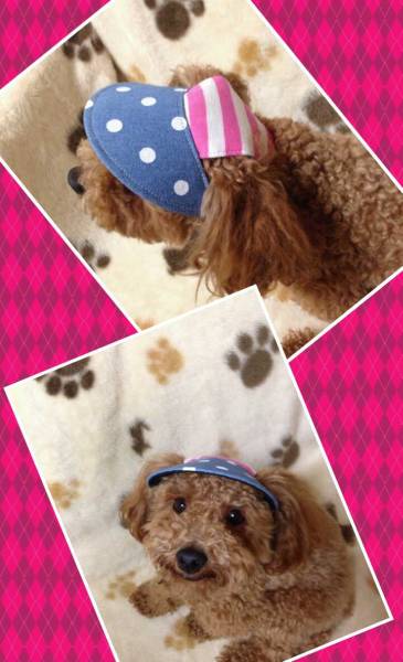 小型犬用脱げない帽子 春夏用サンバイザー 帽子 売買されたオークション情報 Yahooの商品情報をアーカイブ公開 オークファン Aucfan Com