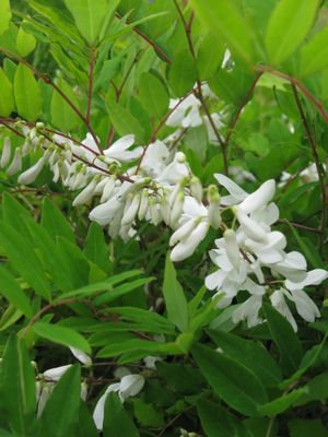 田舎の植木屋 ニワフジ 庭藤 白花 落葉低木 育てやすい 植木 庭木 売買されたオークション情報 Yahooの商品情報をアーカイブ公開 オークファン Aucfan Com