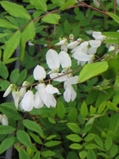 田舎の植木屋 ニワフジ 庭藤 白花 落葉低木 育てやすい 植木 庭木 売買されたオークション情報 Yahooの商品情報をアーカイブ公開 オークファン Aucfan Com