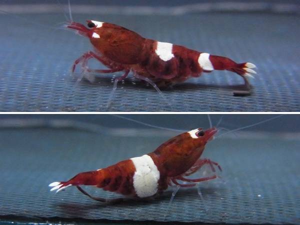 ☆☆レッドシャドー抱卵中2ペア☆☆_1