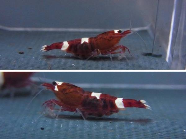 ☆☆レッドシャドー抱卵中2ペア☆☆_2