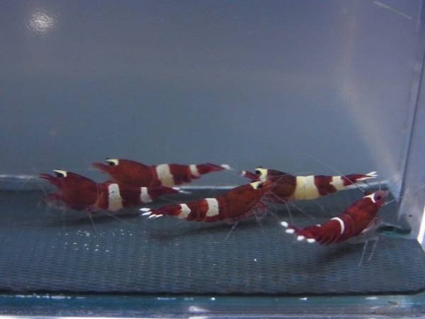 ☆☆レッドシャドー抱卵中2ペア☆☆_3