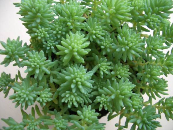 多肉植物セダム☆スノープリンセス☆寄せ植え送料￥170(サボテン