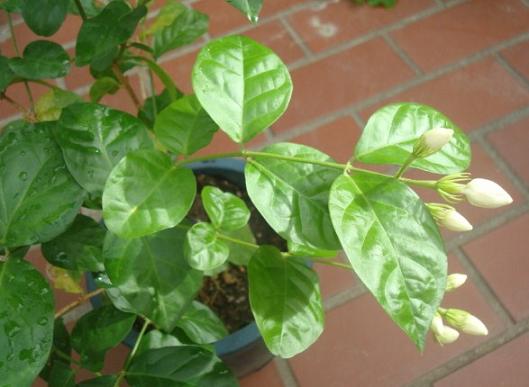 茉莉花 マツリカ 苗 ジャスミンティ用 ２株限定 苗 売買されたオークション情報 Yahooの商品情報をアーカイブ公開 オークファン Aucfan Com