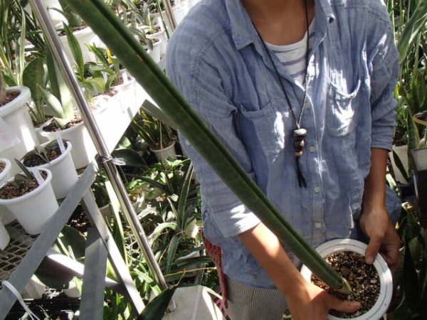 Kn サンスベリア連荘 238 スタッキー 観葉植物 売買されたオークション情報 Yahooの商品情報をアーカイブ公開 オークファン Aucfan Com