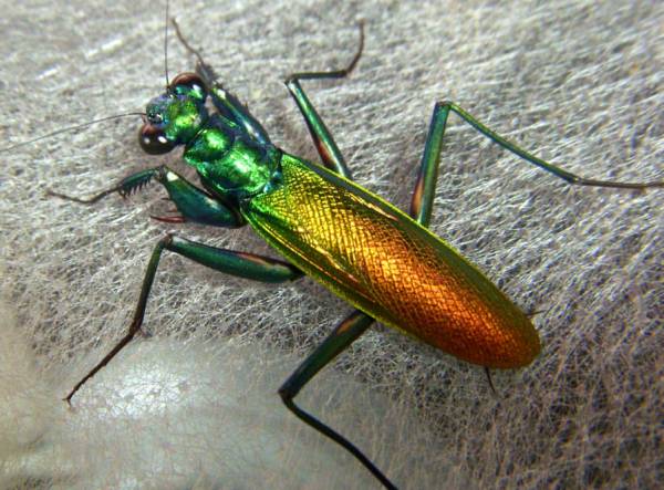 極美種】ケンランカマキリ L3×1【国内CB】(虫類)|売買された 極美種】ケンランカマキリ L3×1【国内CB】(虫類)|売買された