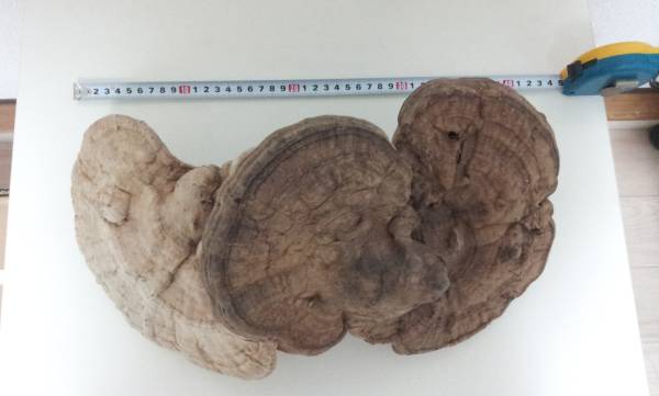 サルノコシカケ さるのこしかけ 霊芝 万年茸 ベータグルカン マンネンタケ 霊芝 売買されたオークション情報 Yahooの商品情報をアーカイブ公開 オークファン Aucfan Com