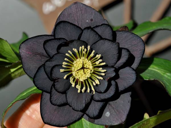 017 美麗 黒紫ブラック ダブルdd開花株クリスマスローズ 花 売買されたオークション情報 Yahooの商品情報をアーカイブ公開 オークファン Aucfan Com 017 美麗 黒紫ブラック ダブルdd開花株クリスマスローズ 花 売買されたオークション情報 Yahooの商品情報をアーカイブ公開 オークファン Aucfan Com