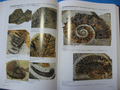 日本の化石　　日本の化石写真集（残部わずかです）_2