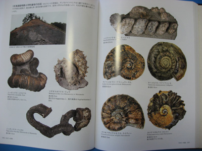 日本の化石　　日本の化石写真集（残部わずかです）_3