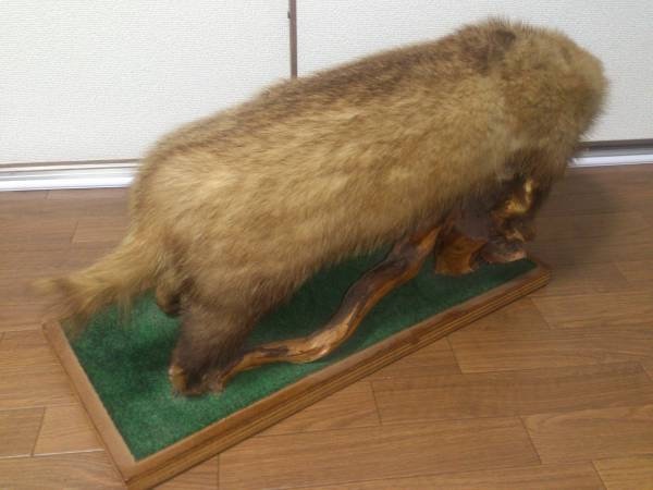穴熊 アナグマ 剥製 はく製 珍品 置物 1円 の入札履歴 - 入札者の順位
