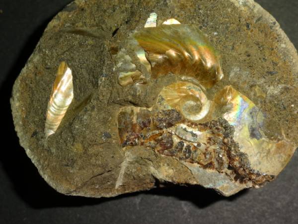 北海道中川産 アンモナイト化石 テキサナイテス 真珠光沢(化石)｜売買  