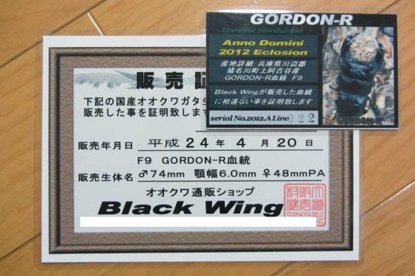 極太血統 オオクワガタ 阿古谷産 GORDON-R血統 幼虫5頭 ③(国産)｜売買