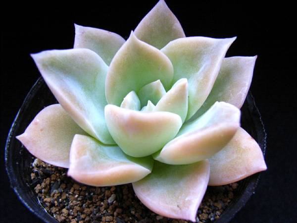 パラグアイエンセ 千葉src多肉植物 サボテン 売買されたオークション情報 Yahooの商品情報をアーカイブ公開 オークファン Aucfan Com