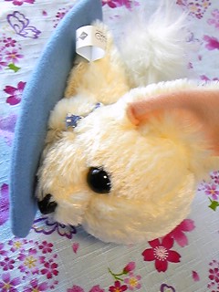 アイフルCM チワワのくーちゃん ぬいぐるみ サーフィン(イヌ一般
