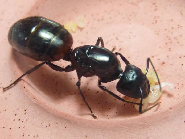 ムネアカオオアリ 女王アリ 新女王 飼育ケース入り 新潟県産 その他 売買されたオークション情報 Yahooの商品情報をアーカイブ公開 オークファン Aucfan Com