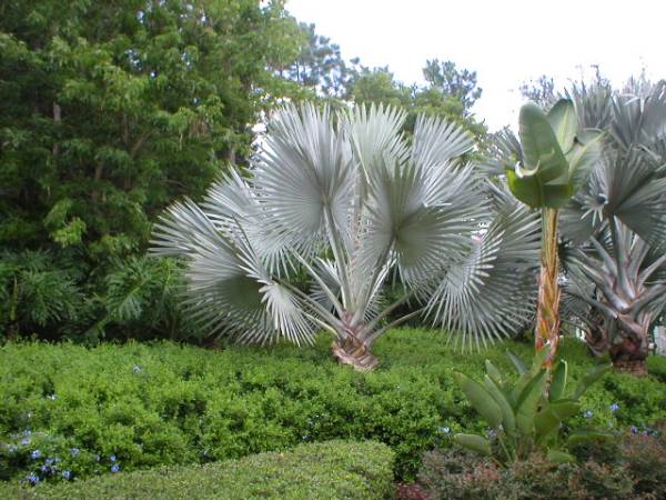 ☆ビスマルキア ノビリスシルバー☆発根種 2個(ヤシ)｜売買された