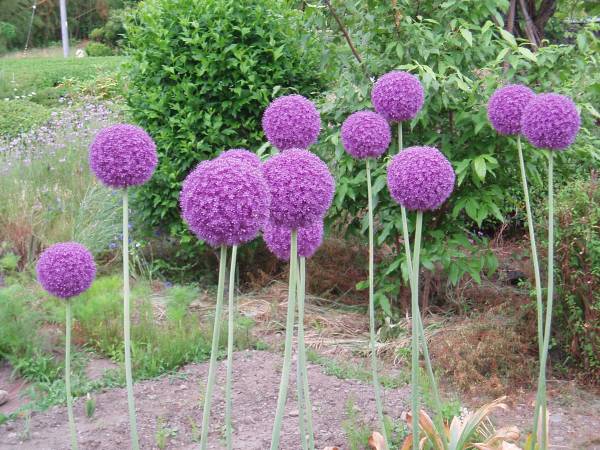 ギガンジューム 2球 その他 売買されたオークション情報 Yahooの商品情報をアーカイブ公開 オークファン Aucfan Com