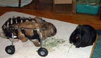 深める ページェント 発掘 うさぎ 車椅子 Assisthome Jp