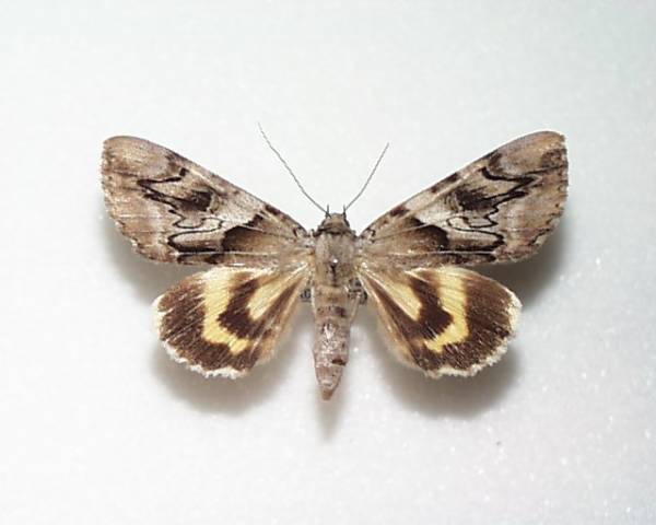 国産蛾標本 ワモンキシタバ A-♀ 北海道・赤平市 産(虫類)｜売買され