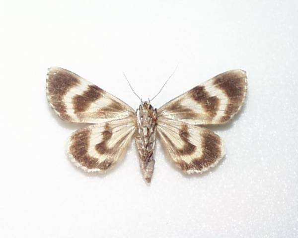 国産蛾標本 ワモンキシタバ A-♀ 北海道・赤平市 産(虫類)｜売買され