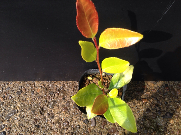 斑入り 山野草 黄金葉サザンカ その他 売買されたオークション情報 Yahooの商品情報をアーカイブ公開 オークファン Aucfan Com