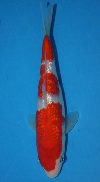 広島産　銀燐紅白【壱】【O】　当歳約17cm前後　1本物_1