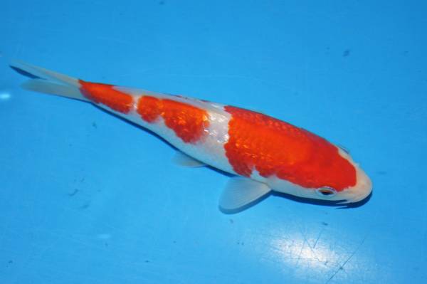 広島産　銀燐紅白【壱】【O】　当歳約17cm前後　1本物_2