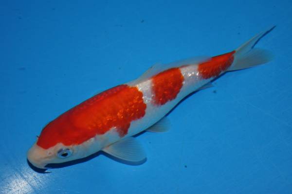 広島産　銀燐紅白【壱】【O】　当歳約17cm前後　1本物_3