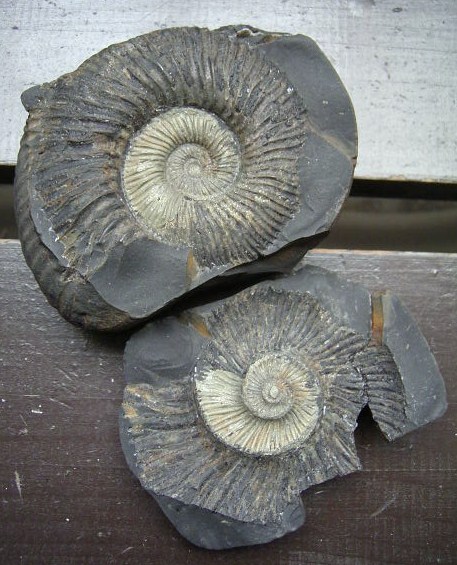 ☆即決☆アンモナイトの化石　３４７ｇ