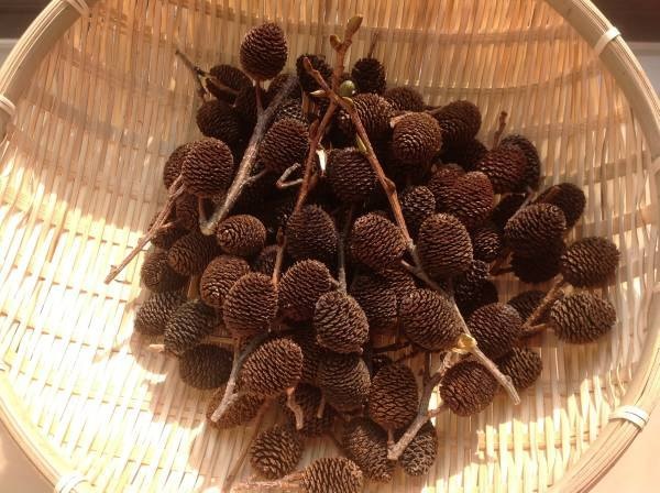 ★伊豆の山リース★ヤシャブシの実★枝付きも有り50個_1