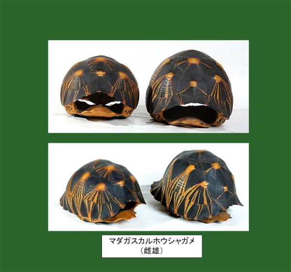 超珍品 ホウシャガメの甲羅 雌雄 通関pass印有 科学 自然 売買されたオークション情報 Yahooの商品情報をアーカイブ公開 オークファン Aucfan Com