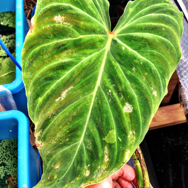 YF フィロデンドロン ベルコーサム(斑入り サトイモ レア 第四 )