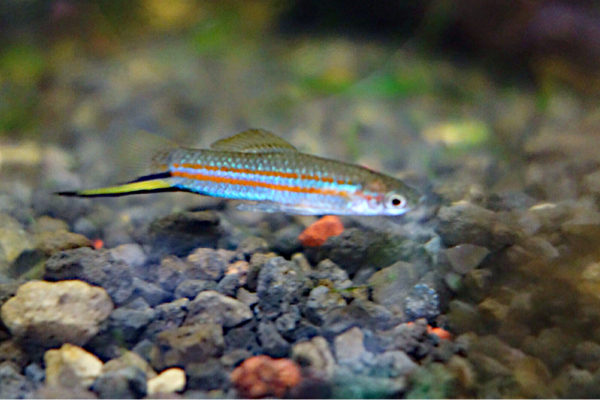 Yf キシフォフォルス クレメンシアエ リオグランデ メダカ 原種 グッピー 売買されたオークション情報 Yahooの商品情報をアーカイブ公開 オークファン Aucfan Com