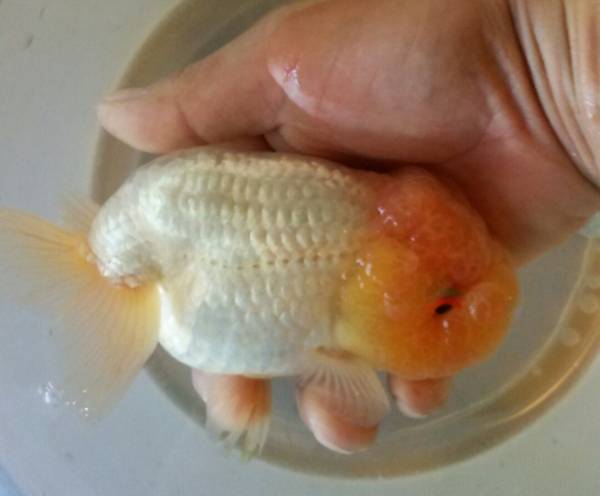 特選金魚 ライオンヘッド白らんちゅう １尾約15センチ 三歳 その他 売買されたオークション情報 Yahooの商品情報をアーカイブ公開 オークファン Aucfan Com