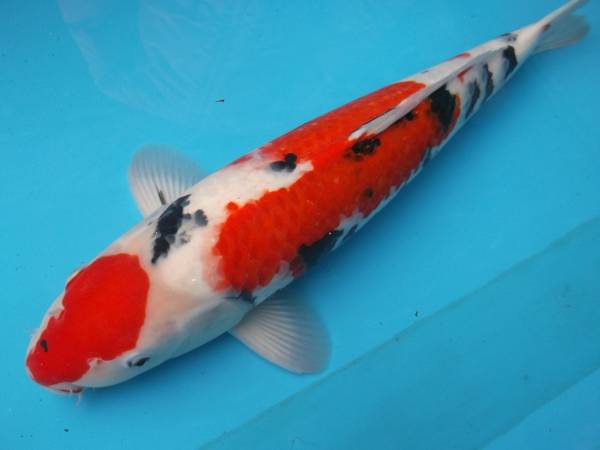 asahinisiki１０００円スタートセール☆新潟産三色３歳５０ｃｍ