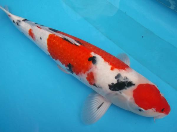 asahinisiki１０００円スタートセール☆新潟産三色３歳５０ｃｍ