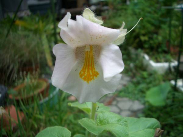 食虫植物 イビセラ ルテア ほか2種の種子 観葉植物 売買されたオークション情報 Yahooの商品情報をアーカイブ公開 オークファン Aucfan Com