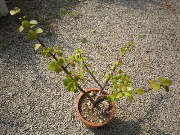 多肉植物 銀杏木 イチョウ木 盆栽に 4 鉢植え 売買されたオークション情報 Yahooの商品情報をアーカイブ公開 オークファン Aucfan Com