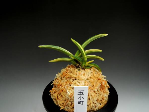 nss富貴蘭　「玉小町」B