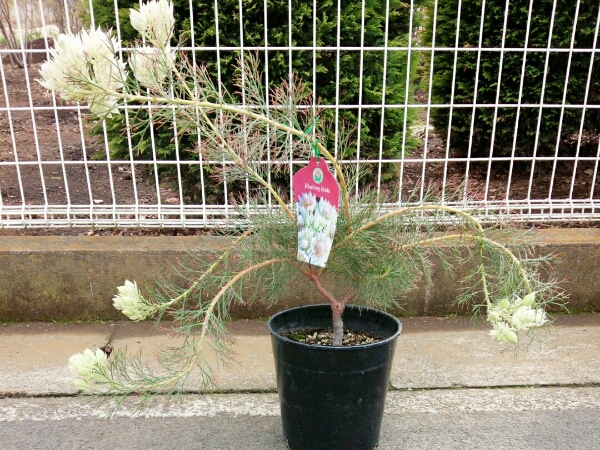 ジョーイ セルリア ブラッシングブライト 南半球植物 植木 庭木 売買されたオークション情報 Yahooの商品情報をアーカイブ公開 オークファン Aucfan Com ジョーイ セルリア ブラッシングブライト 南半球植物 植木 庭木 売買されたオークション情報 Yahooの商品情報をアーカイブ公開 オークファン Aucfan Com