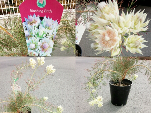 ジョーイ セルリア ブラッシングブライト 南半球植物 植木 庭木 売買されたオークション情報 Yahooの商品情報をアーカイブ公開 オークファン Aucfan Com ジョーイ セルリア ブラッシングブライト 南半球植物 植木 庭木 売買されたオークション情報 Yahooの商品情報をアーカイブ公開 オークファン Aucfan Com