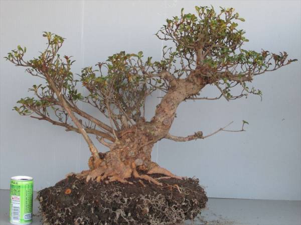 さつき皐月盆栽 /自然樹形 【華宝】新木・太幹41cm・特級品(皐月